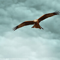 Buy canvas prints of Red Kite in the clouds by Catalina Morales