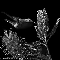 Buy canvas prints of The Hummingbird and the Flower by Catalina Morales