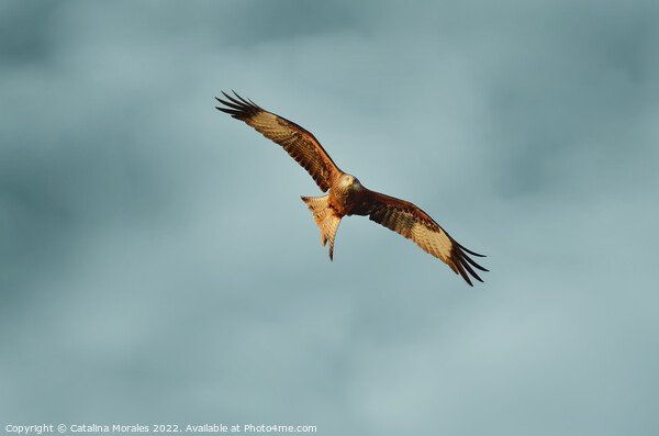 Red Kite searching for prey Picture Board by Catalina Morales