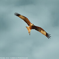 Buy canvas prints of Red Kite searching for prey by Catalina Morales