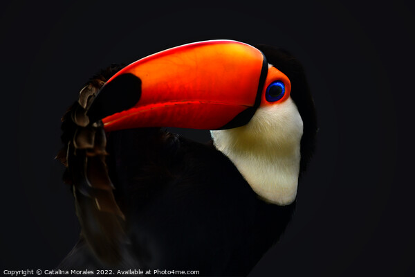 Toco Toucan in the dark Picture Board by Catalina Morales