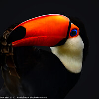 Buy canvas prints of Toco Toucan in the dark by Catalina Morales