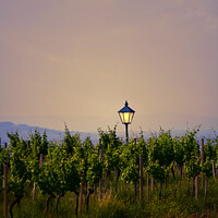 Buy canvas prints of Vineyard with lantern at Sunset by Catalina Morales