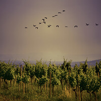 Buy canvas prints of Vineyard with birds at Sunset by Catalina Morales