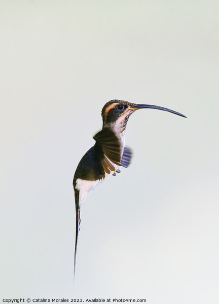 Others Close Up view of a Hermit hummingbird in flight  Picture Board by Catalina Morales