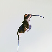 Buy canvas prints of Others Close Up view of a Hermit hummingbird in flight  by Catalina Morales