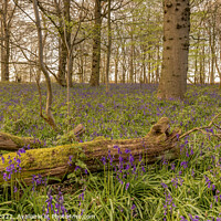 Buy canvas prints of Bluebells by Paul Thetford