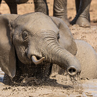 Buy canvas prints of Elephant playing in water by Etienne Steenkamp
