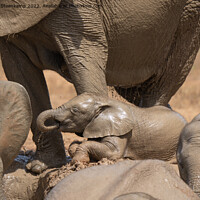 Buy canvas prints of Baby Elephant by Etienne Steenkamp