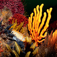Buy canvas prints of Coral and nudibranch by Etienne Steenkamp
