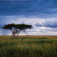Buy canvas prints of Serengeti rain by Etienne Steenkamp