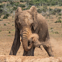 Buy canvas prints of Elephant spraying dust by Etienne Steenkamp