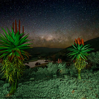 Buy canvas prints of Aloes under the Stars  by Etienne Steenkamp