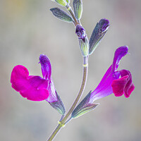 Buy canvas prints of Salvia Closeup by Ken Payne