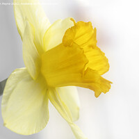 Buy canvas prints of Daffodil by Ken Payne