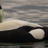 Buy canvas prints of Eider Duck  by Liam Roberts