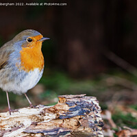 Buy canvas prints of Bobbin the Robin by Traci Habergham