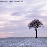 Buy canvas prints of The Lone Tree by Traci Habergham