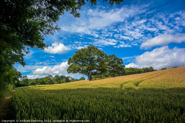 Devon Wheat Field with tree Picture Board by Andrew Denning