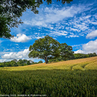 Buy canvas prints of Devon Wheat Field with tree by Andrew Denning