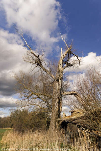 Lone Dead tree Picture Board by Andy Shackell