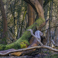 Buy canvas prints of Mossy tree by Andy Shackell