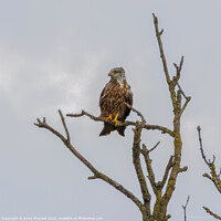 Buy canvas prints of Red Kite Perch by Andy Shackell