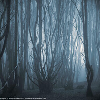 Buy canvas prints of Misty Forest by Andy Shackell