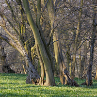Buy canvas prints of Leaning Trees by Andy Shackell