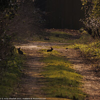 Buy canvas prints of rabbits in spring by Andy Shackell
