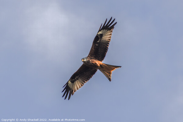 red kite soaring Picture Board by Andy Shackell