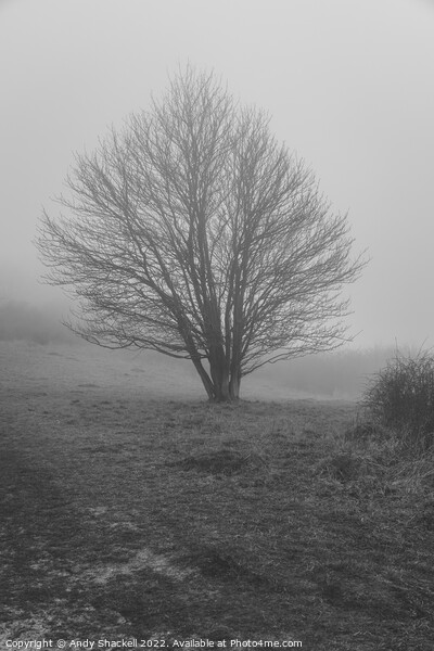 Tree in the mist Picture Board by Andy Shackell