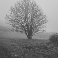 Buy canvas prints of Tree in the mist by Andy Shackell