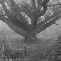 Buy canvas prints of Moody Oak by Andy Shackell