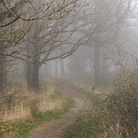 Buy canvas prints of if you go into the woods today by Andy Shackell