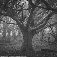 Buy canvas prints of Lord of the trees by Andy Shackell