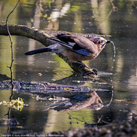 Buy canvas prints of Drinking Jay by Andy Shackell