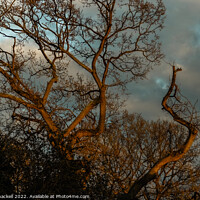 Buy canvas prints of Sunset oak by Andy Shackell
