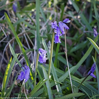 Buy canvas prints of trio of Bluebells by Andy Shackell