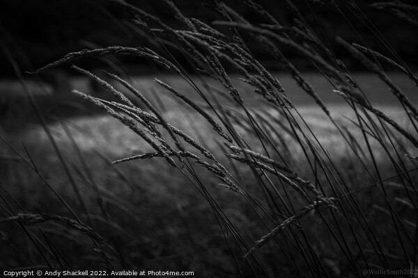 Whispering Grass Picture Board by Andy Shackell