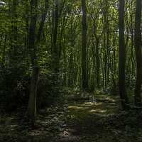 Buy canvas prints of Fairy Forest by Andy Shackell