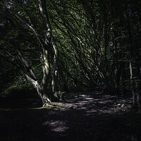 Buy canvas prints of Dark woods by Andy Shackell