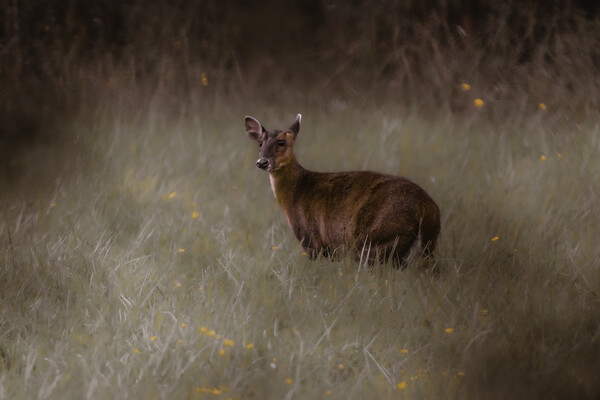 A deer standing in the middle of a field Picture Board by Andy Shackell