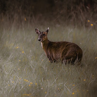 Buy canvas prints of A deer standing in the middle of a field by Andy Shackell