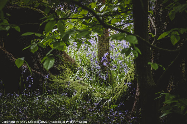 Faerie Glade Picture Board by Andy Shackell
