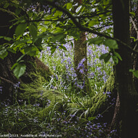 Buy canvas prints of Faerie Glade by Andy Shackell
