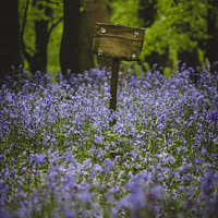 Buy canvas prints of Sign in the Bluebells by Andy Shackell