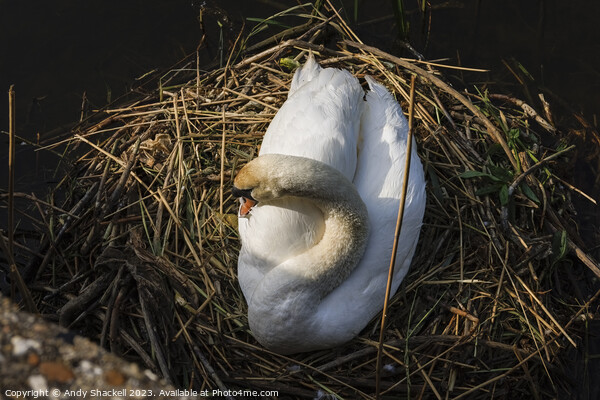Swan on the nest  Picture Board by Andy Shackell