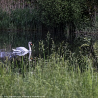 Buy canvas prints of Swan on a river by Andy Shackell