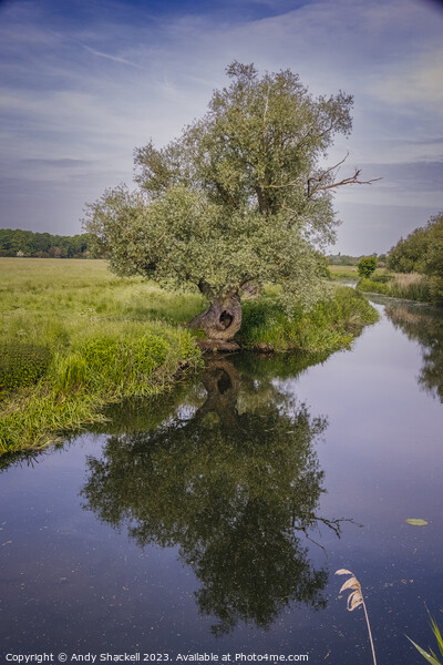 Ancient Willow on the Ouse Picture Board by Andy Shackell